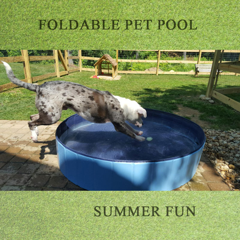 Cele mai bune piscine pentru câini pentru ca animalul tău de companie să înoate în toată vara